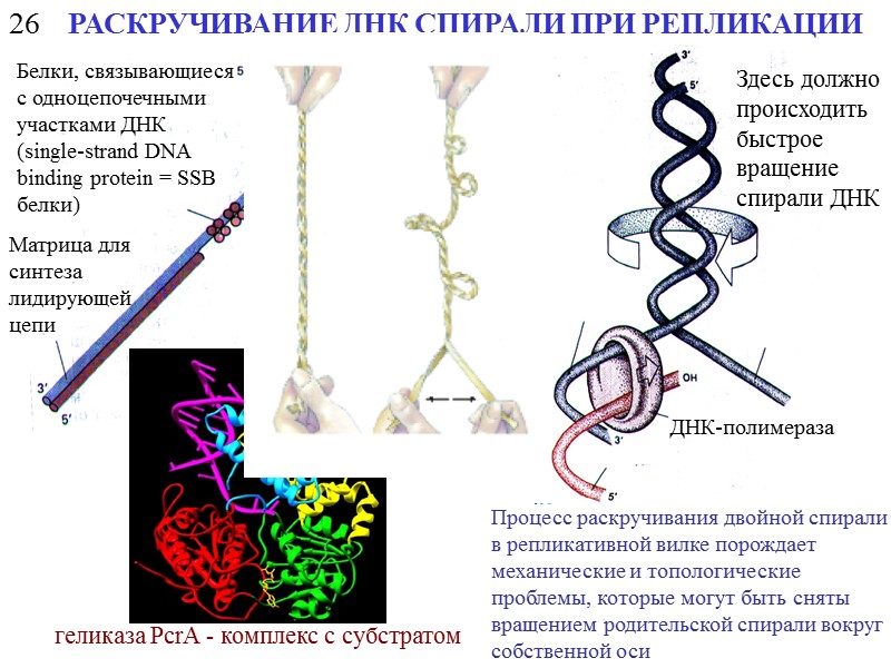 Каким номером на рисунке обозначена структура которая образована молекулами днк и белками гистонами