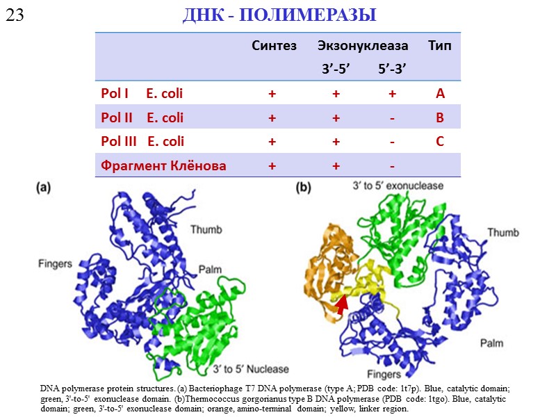 Рнк полимераза синтезирует. ДНК-полимераза i e. coli. ДНК полимераза экзонуклеазная активность. ДНК полимераза 1. Виды ДНК полимераз.