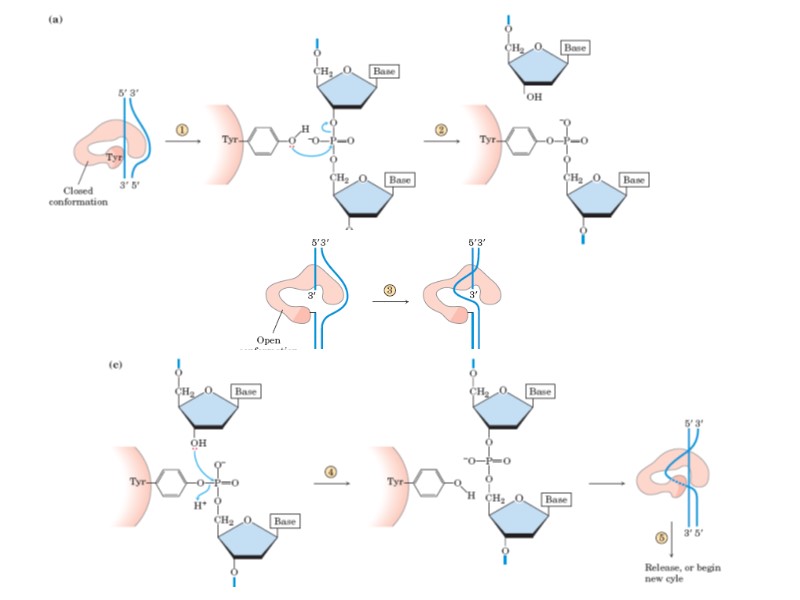 21 ДНК - ПОЛИМЕРАЗЫ 5’-3' - полимеразная активность DNArep.gif