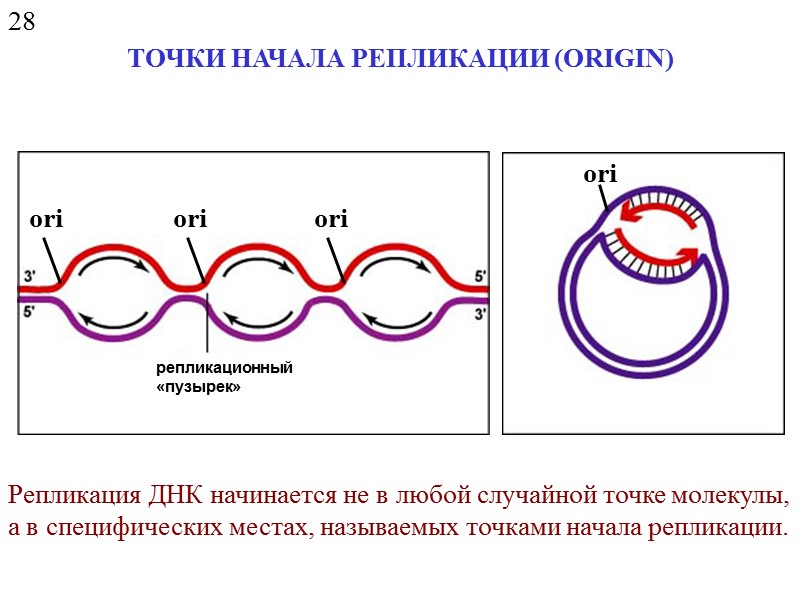22 ДНК - ПОЛИМЕРАЗЫ 3' -5' - экзонуклеазная активность («редактирующая») 5'-3' - экзонуклеазная активность