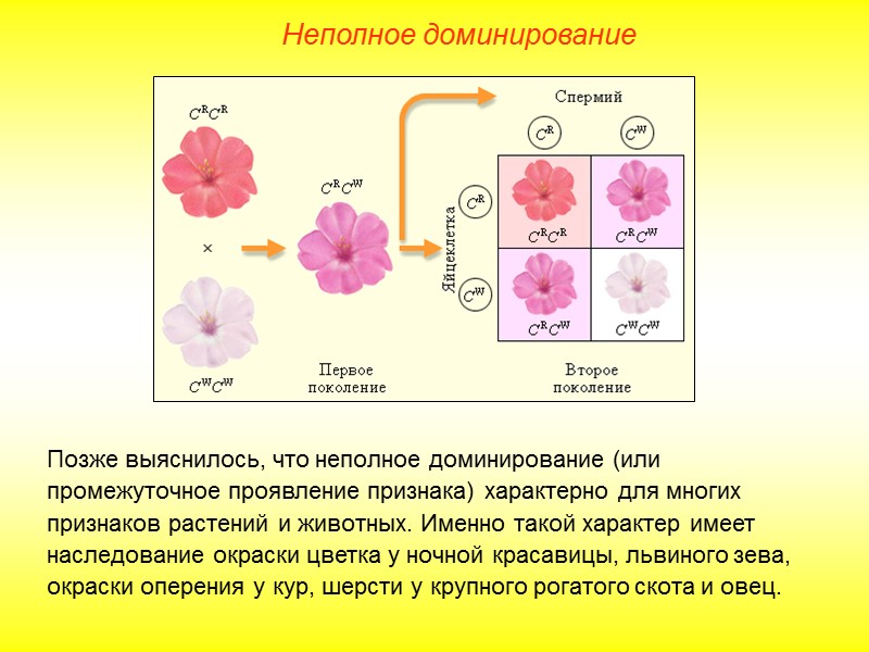 Взаимодействие аллельных генов Определяем генотипы тигров. Генотипы тигров с поперечными полосами А1А1, с продольными