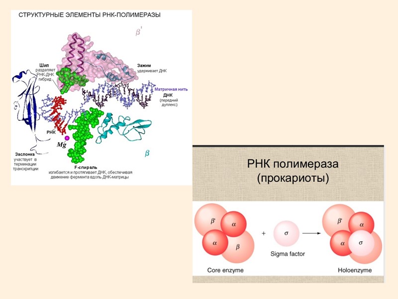 Полимеразы прокариот. Строение РНК полимеразы 1. Строение РНК полимеразы у эукариот. РНК полимераза структура. РНК полимераза строение.