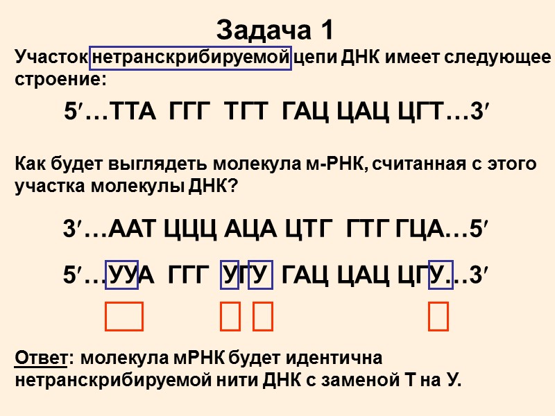 Этапы транскрипции 1. Инициация (начало) 2. Элонгация (удлинение) 3. Терминация (конец)