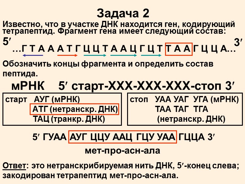 Инициация А Г пирофосфат 3'- 5'-фосфоди- эфирная связь Образование первой фосфодиэфирной связи Пурины! Т