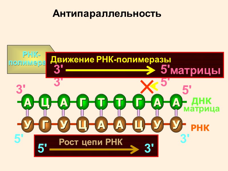 Презентация по биологии 10 класс рнк