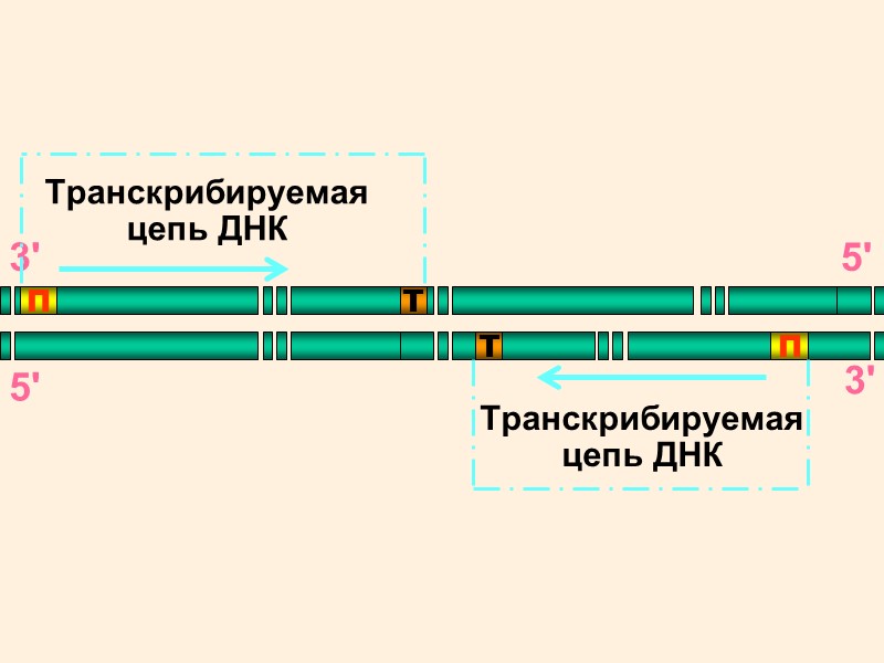 Нуклеозидтрифосфаты АТФ ГТФ УТФ ЦТФ