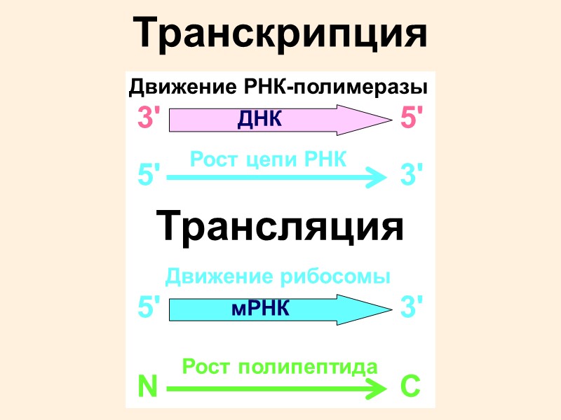 Известно, что в участке ДНК находится ген, кодирующий тетрапептид. Фрагмент гена имеет следующий состав: