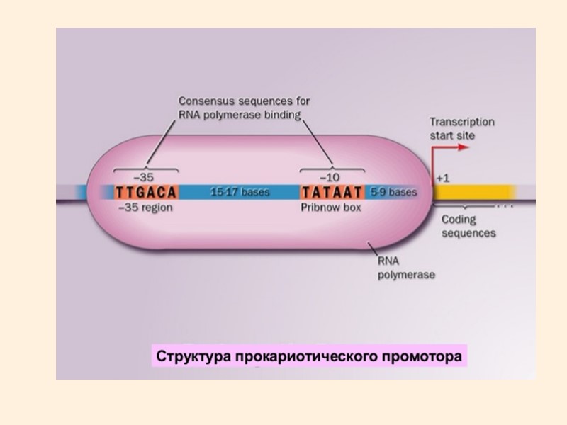 Транскрипция Движение РНК-полимеразы Трансляция Движение рибосомы Рост цепи РНК Рост полипептида