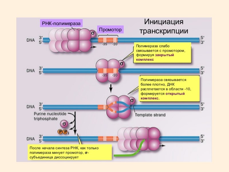 Принципы транскрипции Транскрибируемая цепь ДНК Нетранскрибируемая цепь ДНК 3' 5' РНК-полимераза Движение РНК-полимеразы Рост