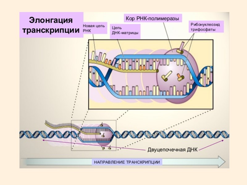 Схема транскрипции днк