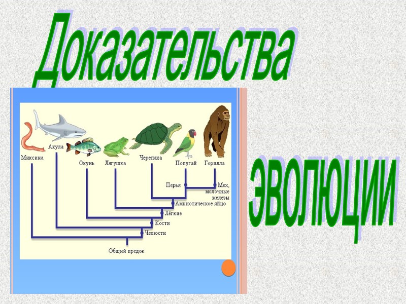 Доказательства  эволюции