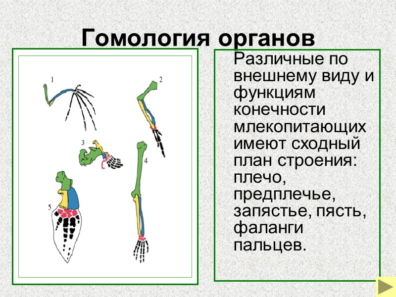 Гомологичные органы ископаемые переходные формы атавизмы единство плана строения тела позвоночных