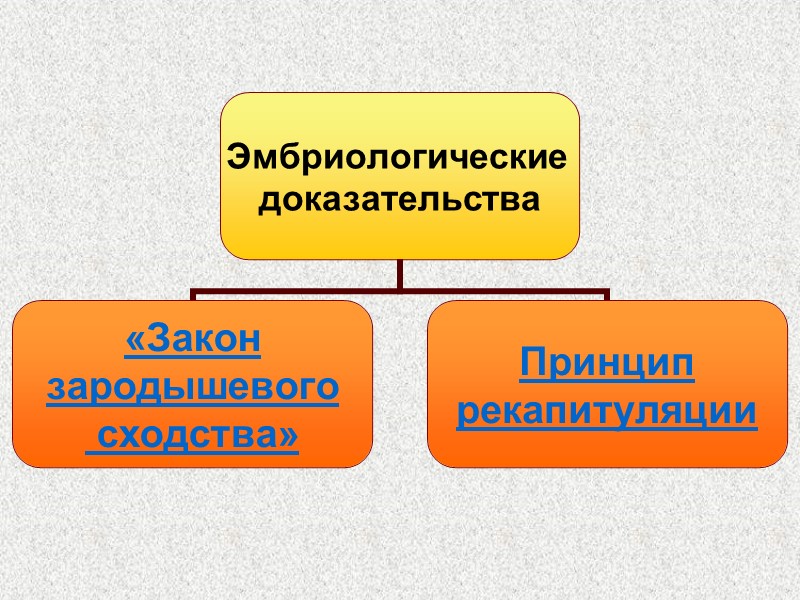 Археоптерикс  (первоптица)     Археоптерикс – переходная форма от рептилий к