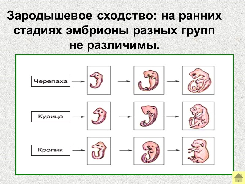 Наличие многих последовательно сменяющих друг друга форм позволило построить филогенетический ряд от эогиппуса до
