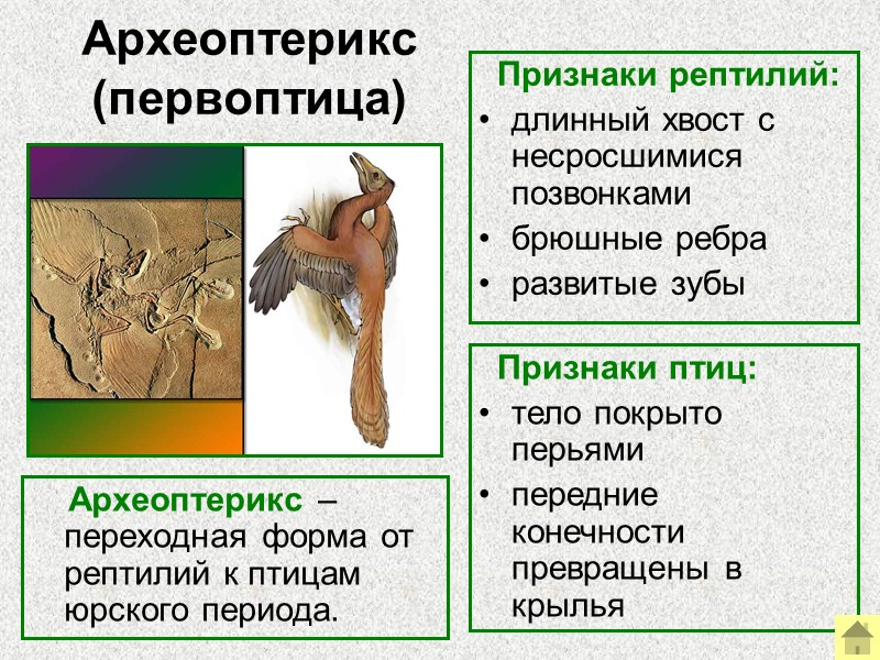 Какие ископаемые формы организмов относятся к переходным рассмотрите рисунок 143