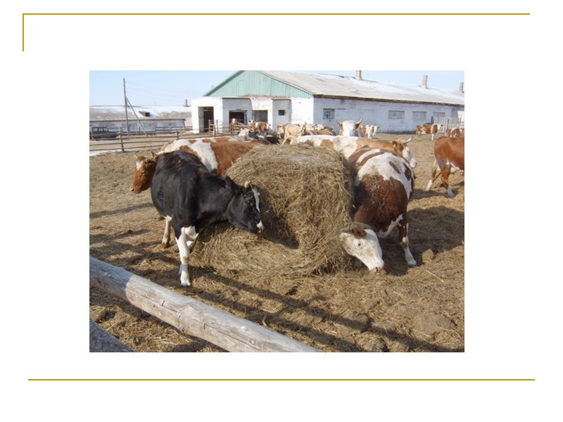 Заметное действие на молочную продуктивность коров при беспривязном содержании оказывает порядок формирования и изменения