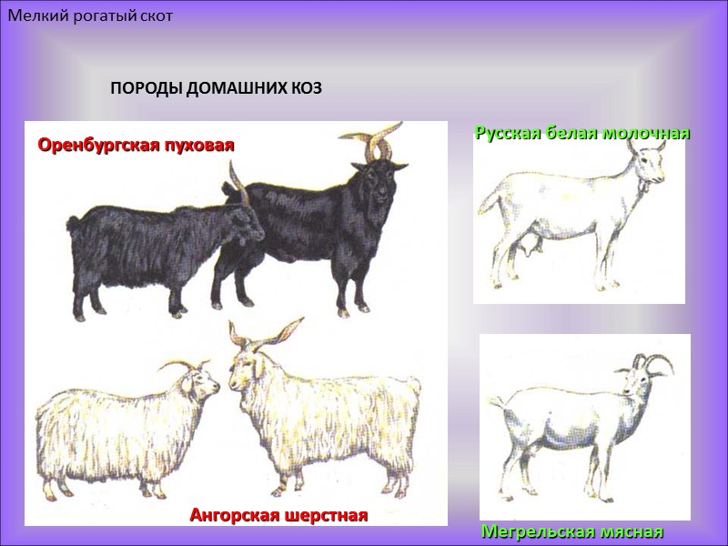 Происхождение породы животного. Одомашнивание коз овец коров. Породы крупного и мелкого рогатого скота. Крупно и мелко рогатый скот. Разновидность пород домашних коров.