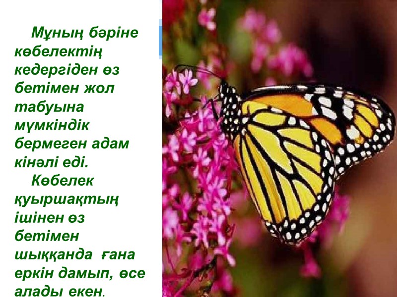 Мұның бәріне көбелектің кедергіден өз бетімен жол табуына мүмкіндік бермеген адам кінәлі еді. 