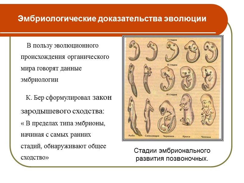 Цель урока: Доказать, что эволюционные изменения реально происходили  в органическом мире на нашей