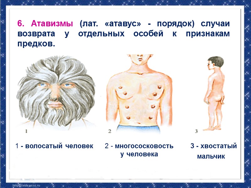 II. Сравнительно-анатомические   доказательства  Сравнительная анатомия – изучает форму и строение отдельных