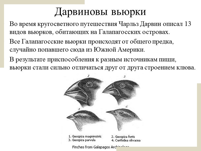 Пользуясь рисунком определите способ изоляции который привел к появлению трех родственных