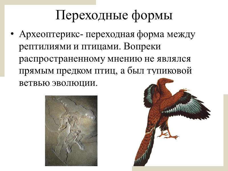 Прогрессивными характеристиками птиц в сравнении с рептилиями. Археоптерикс переходная форма между. Археоптерикс переходная форма между пресмыкающимися и птицами. Доказательство что Археоптерикс это переходная форма. Переходные формы Археоптерикс ЕГЭ биология.