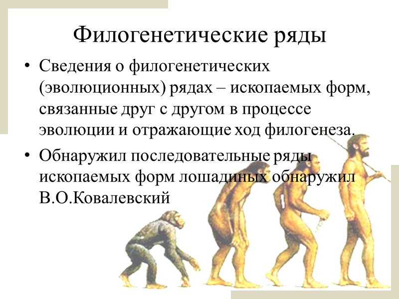 Эволюционные изменения происходят на. Филогенетические доказательства эволюции. Филогенетические ряды. Ряд эволюции человека. Филогенетический ряд человека.