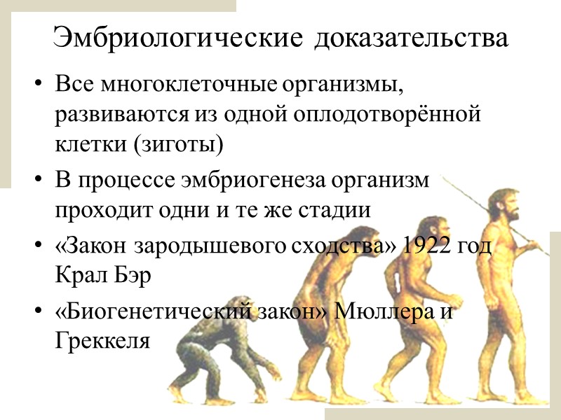 Доказательства филогенетические ряды. Становление эволюционного учения. Доказательства эволюции.. Эмбриологические доказательства эволюции примеры человека. Доказательства теории эволюции факты. Филогенетический ряд группа доказательств.