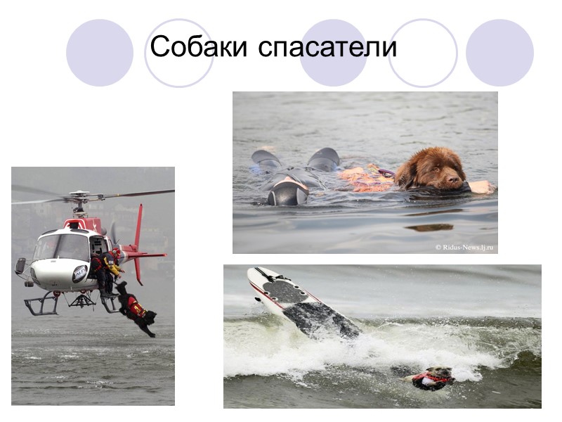 Собаки Собаки – удивительные домашние животные. Они сохраняют свою верность хозяевам до самых последних