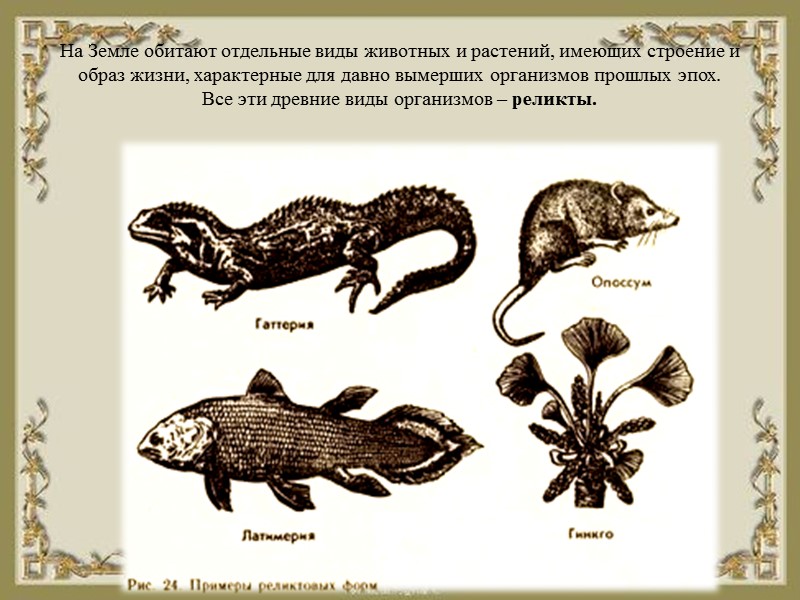 Реликтовые виды животных