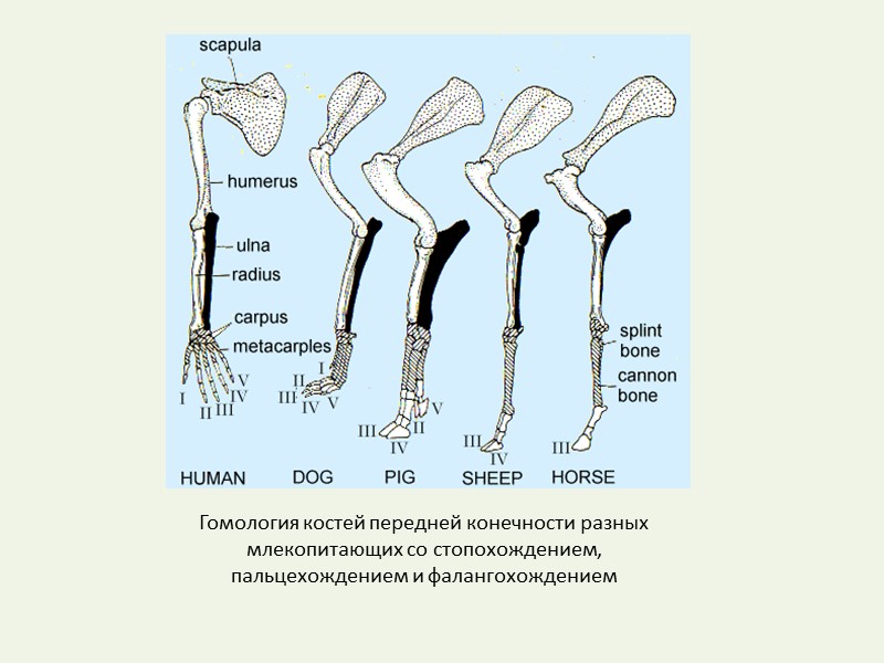 Появление в процессе эволюции пятипалых конечностей. Скелет задних конечностей наземных позвоночных. Кости передней конечности млекопитающих. Пояс задних конечностей у млекопитающих. Строение конечностей млекопитающих.