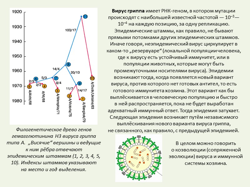 Байкал – озеро существует автономно 25 млн. лет, 2/3 видов – эндемики: нерпа, половина