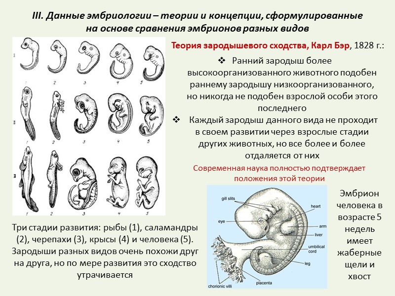 Наличие у зародыша человека. Эмбриональное развитие зародышей позвоночных. Этапы эмбрионального развития Саламандры. Стадии развития зародыша черепахи. Сравнительная эмбриология.ранний эмбриогенез.