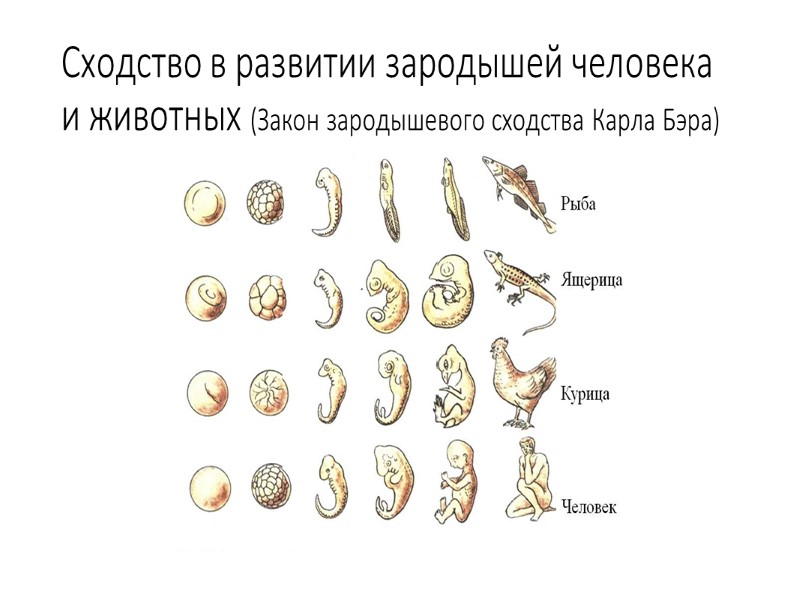 Стадии развития эмбрионов позвоночных. Сходство в развитии зародышей человека и животных. Сходство зародышей позвоночных. Сходство эмбрионов человека и животных.