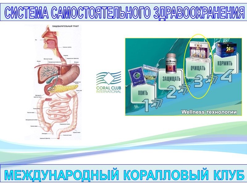 Сканирование живой капли крови  на фазово-контрастном микроскопе