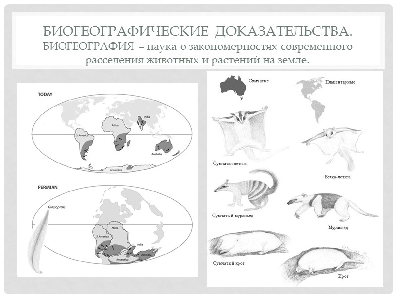 Палеонтологические ряды.  Это ряд ископаемых форм,  связанные друг с другом в 