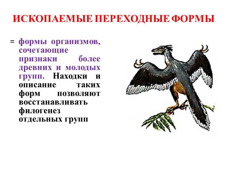 Какие ископаемые формы организмов относятся к переходным рассмотрите рисунок 143