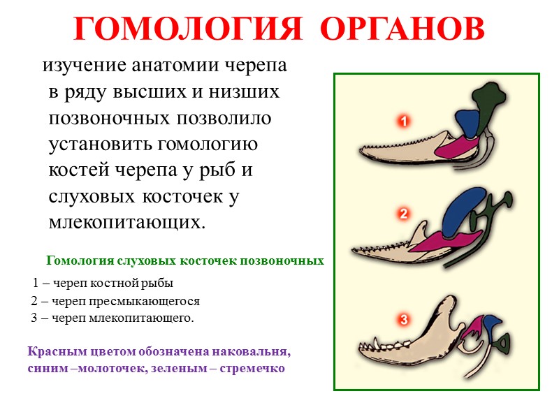 АРХЕОПТЕРИКС  (первоптица)     АРХЕОПТЕРИКС = переходная форма от рептилий к