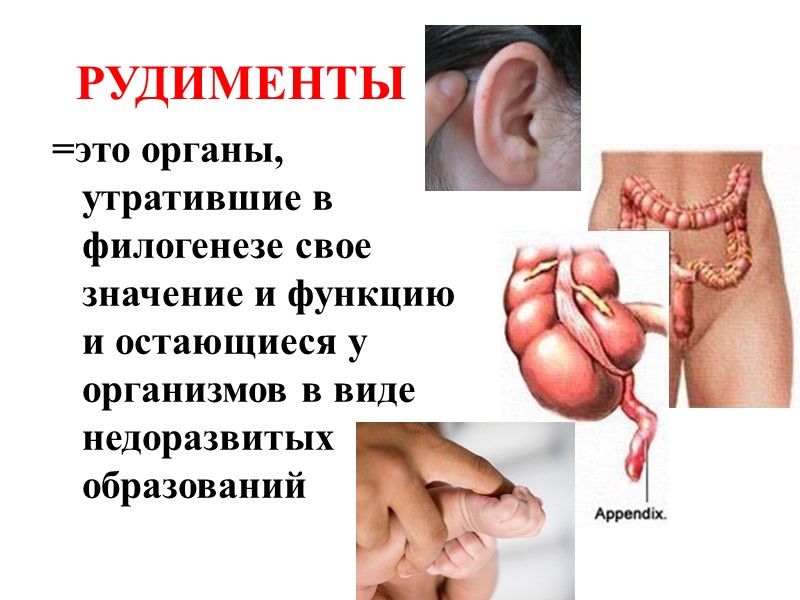 известный русский зоолог, основоположник эволюционной палеонтологии.  Автор классической реконструкции филогенетического ряда лошадей. Владимир