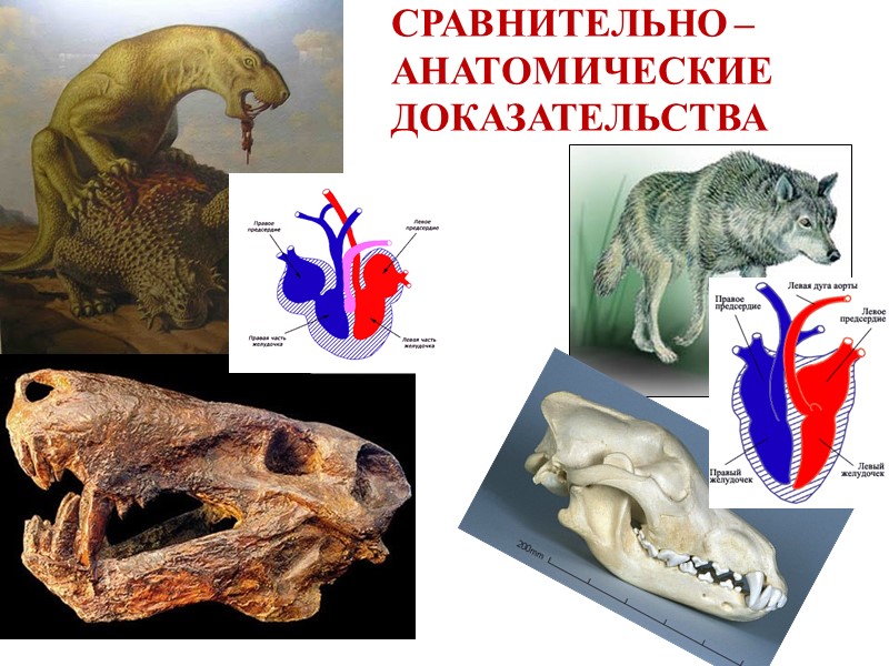 Макроэволюция 9 класс презентация