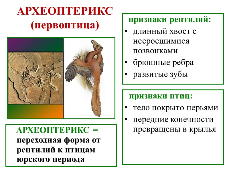 Макроэволюция 9 класс презентация