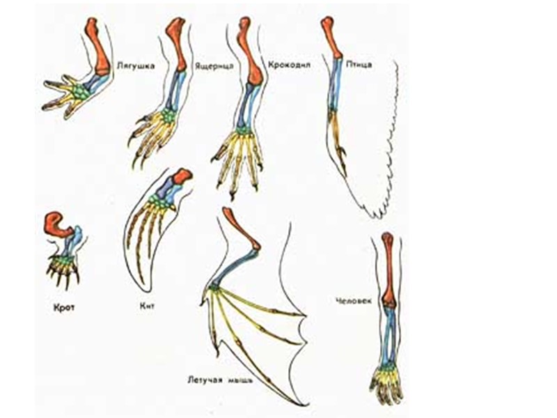 Переходные формы сравнительно анатомические. Сравнительно-анатомические доказательства эволюции конечности. Сравнительно-анатомические доказательства гомологичные органы. Эволюция передних конечностей наземных позвоночных. Гомологичные конечности животных.