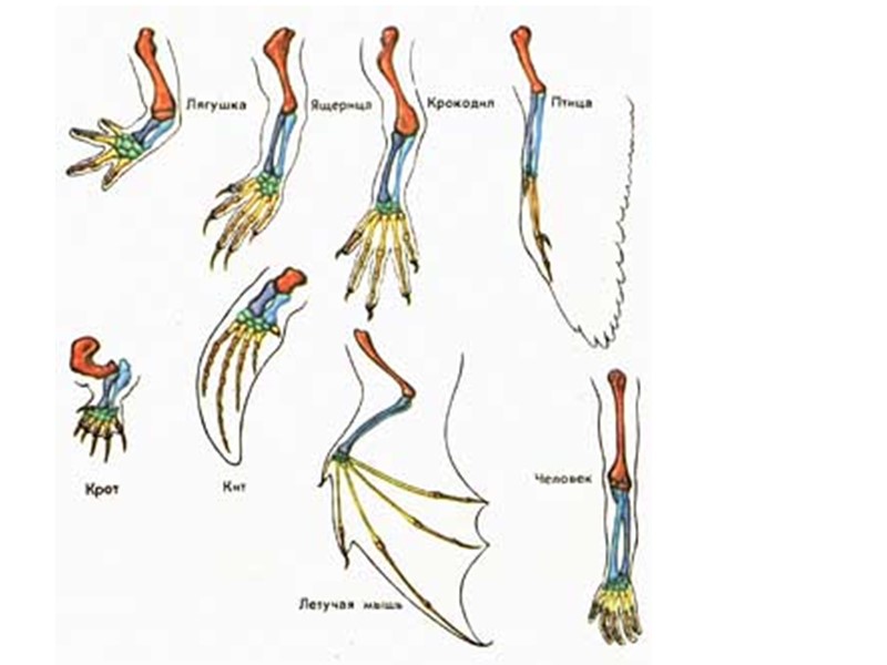 Передние конечности птиц особенности строения. Сравнительно-анатомические доказательства эволюции конечности. Сравнительно-анатомические доказательства гомологичные органы. Эволюция передних конечностей наземных позвоночных. Гомологичные конечности животных.