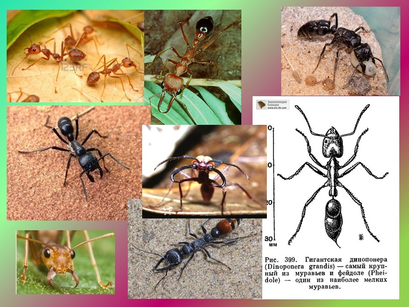 Многие виды тропических муравьев питаются почти исключительно термитами, совершая на термитники хорошо скоординированные коллективные