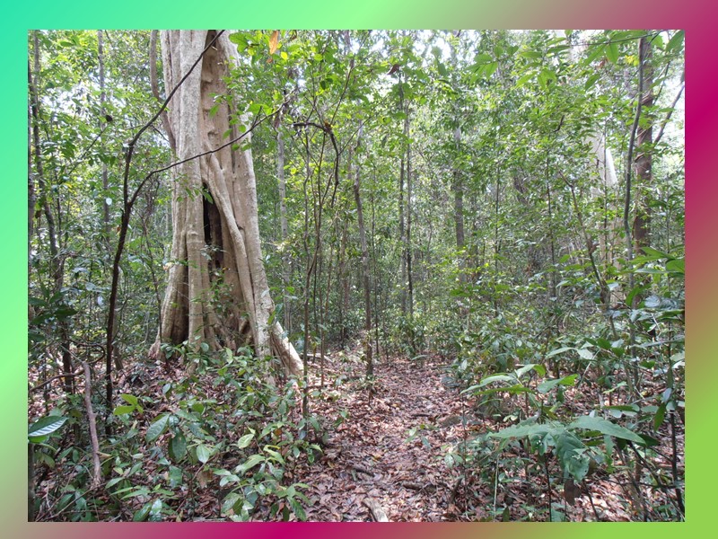 Ошеломляющее богатство растительности дождевых тропических лесов  составляет удивительный контраст со скудостью почв, на