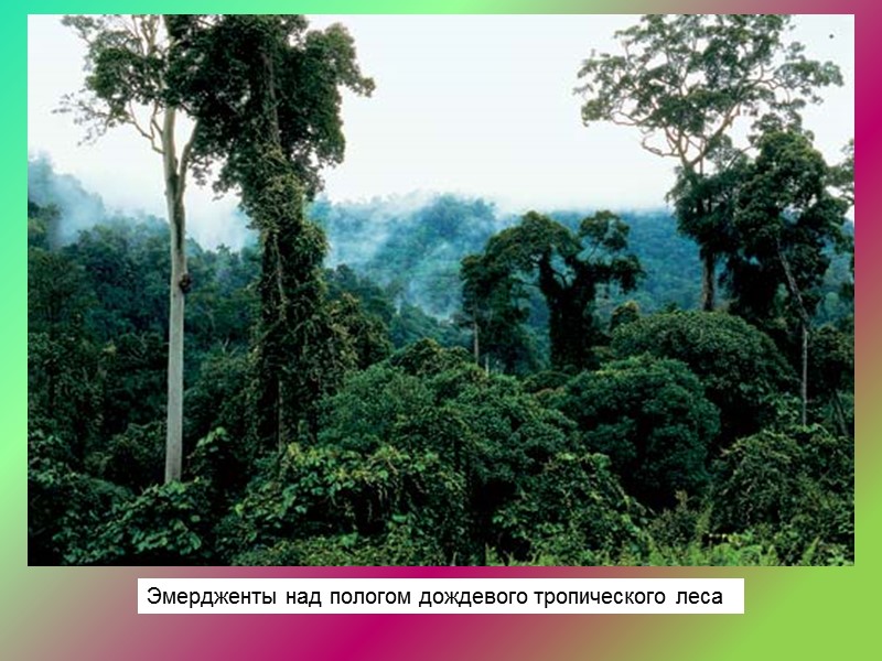 Тропические леса ярусы. Тропические леса диптерокарповые. Тропические леса Борнео. Дождевой лес Калимантан. Верхний ярус тропического леса.