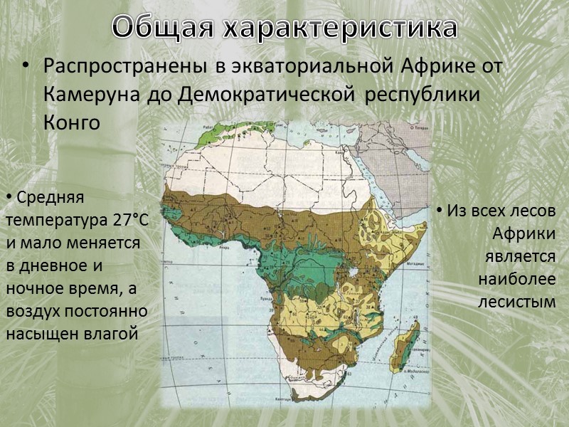 Пространственная структура Леса тропической Африки насчитывают 25 000 видов растений: деревья, кустарники, травы и