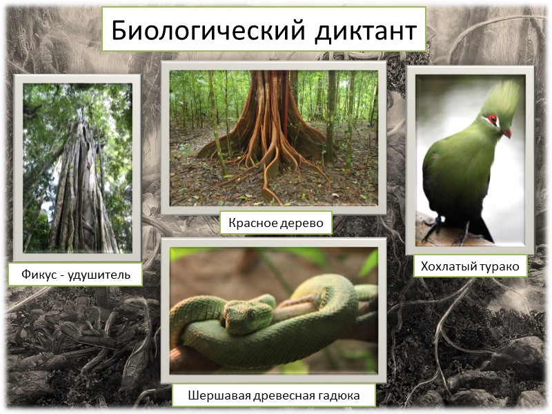 Трофическая структура Продуценты: деревья, папоротники, кустарники, травы. Эпифитные орхидеи Папоротники