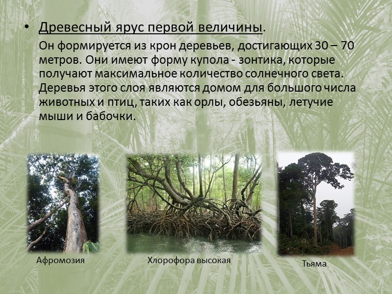 Видовая структура Все тропические леса составляют 50 % всех лесов на Земле На тропические