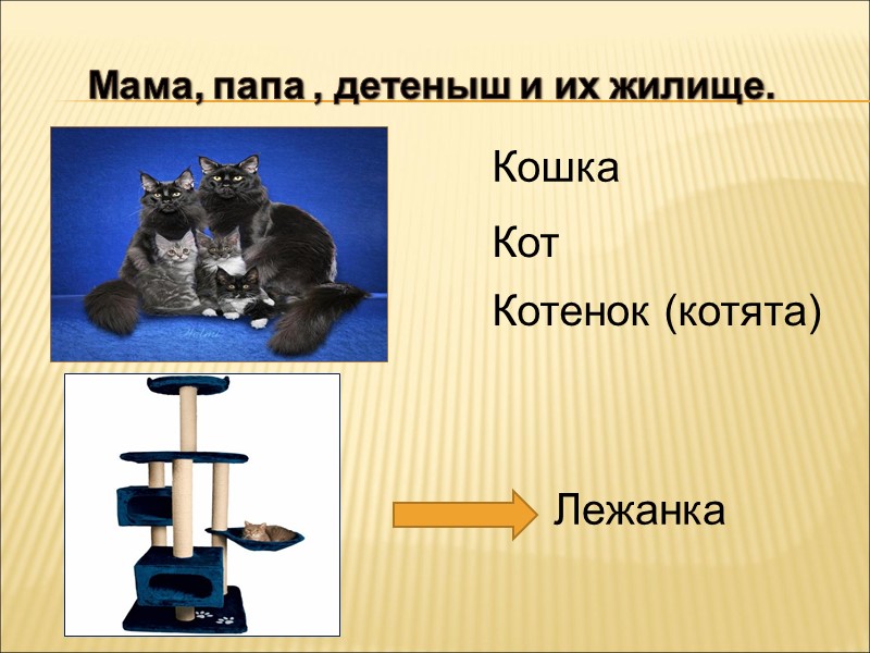 Чьи следы ?           